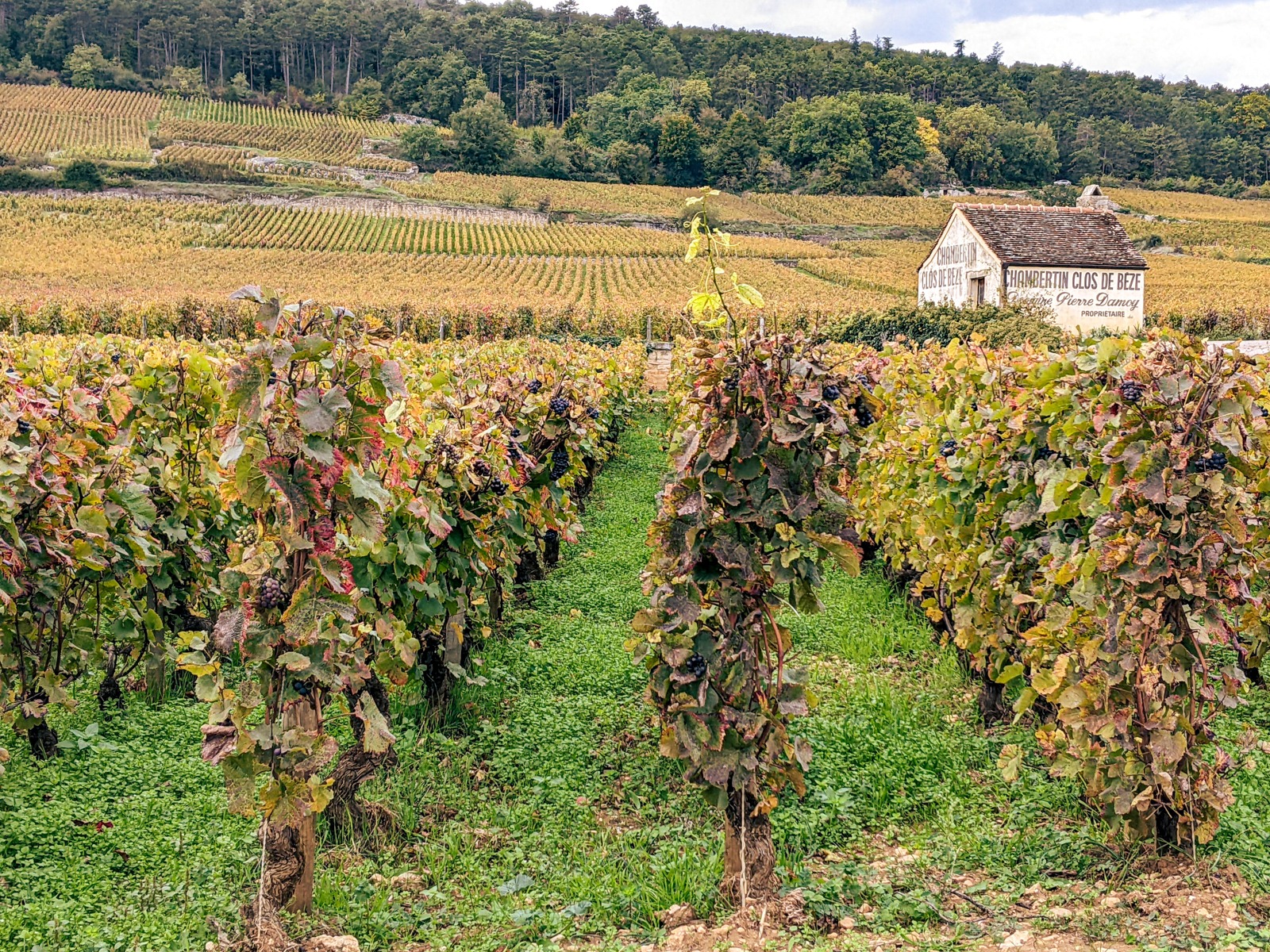 Burgundy Discovery Europe Wine Guides
